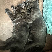 Parker Destiny is registered to the contest to win money with this photo: abyssinian, animal, architecture, armchair, blackcat, building, cat, chair, couch, cushion, furniture, homedecor, indoors, kitten, livingroom, manx, person, pet, room, sleeping