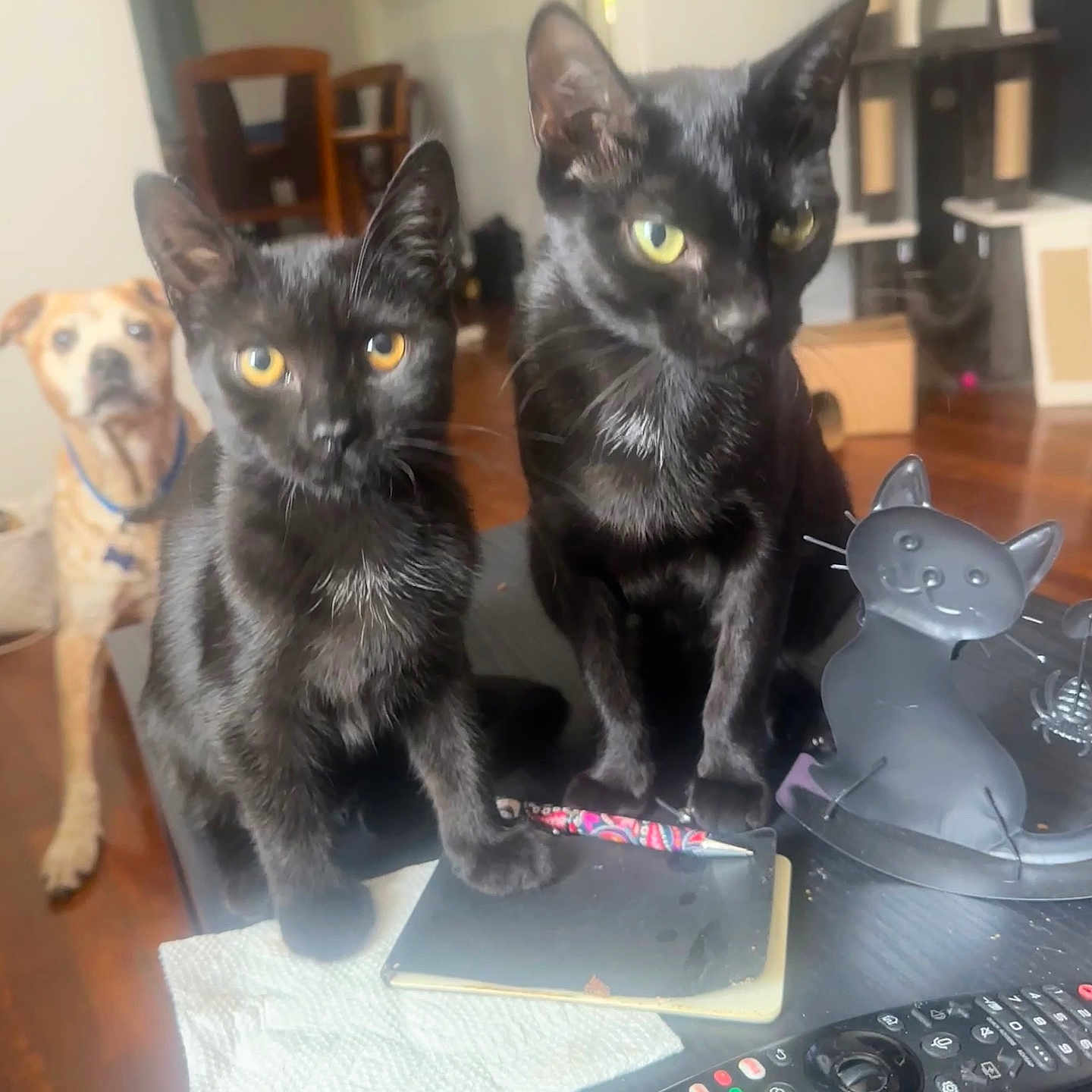 Parker Destiny is registered to the contest to win money with this photo: animal, architecture, building, canine, cat, computerhardware, desk, dog, electronics, furniture, hardware, indoors, kitten, livingroom, monitor, pet, remotecontrol, screen, table, wood