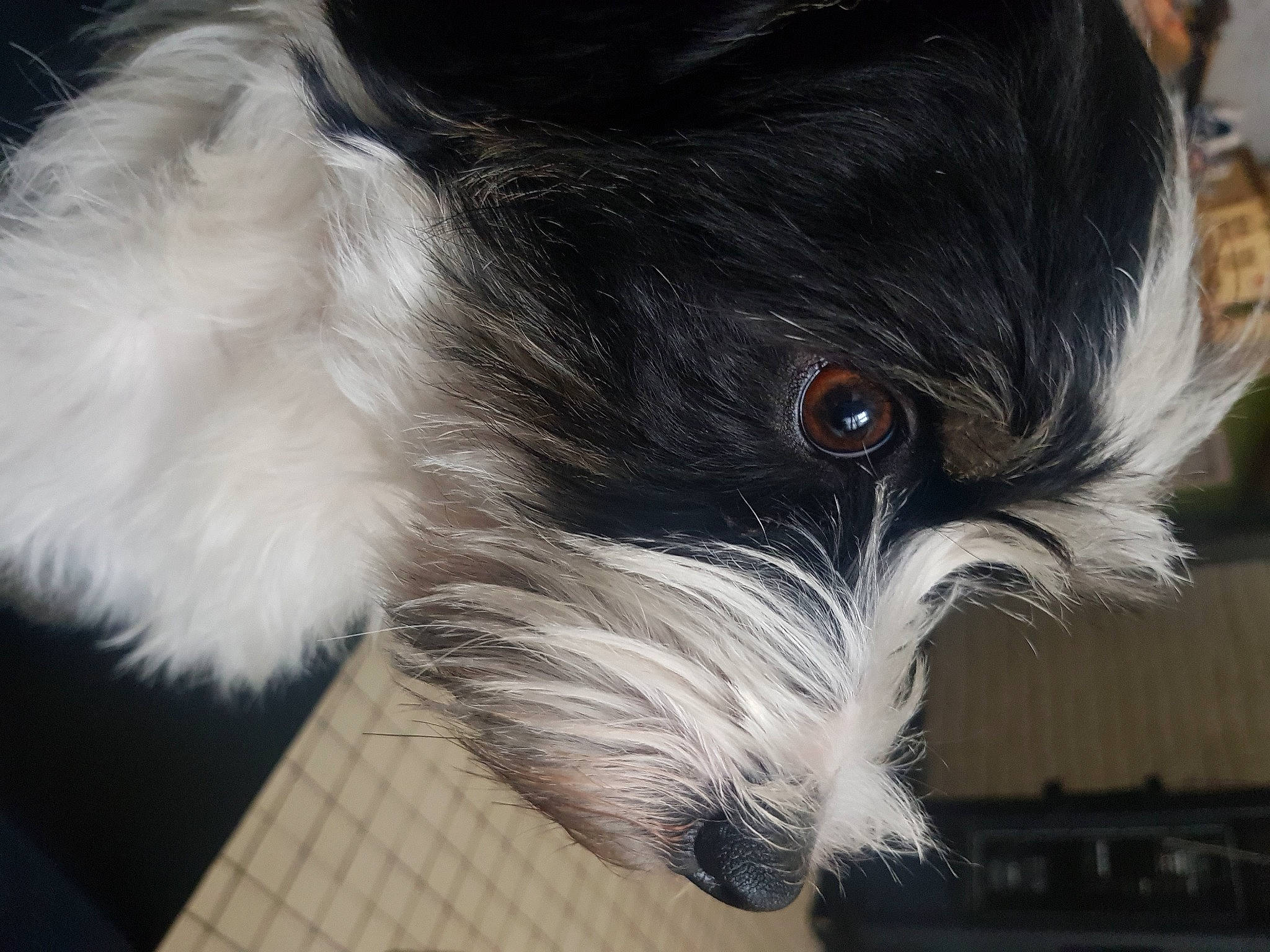 Idefix a rejoint le concours — aidez-le/la à gagner de superbes lots ! dog_breed, fur, natural_material, silver, snout, vertebrate