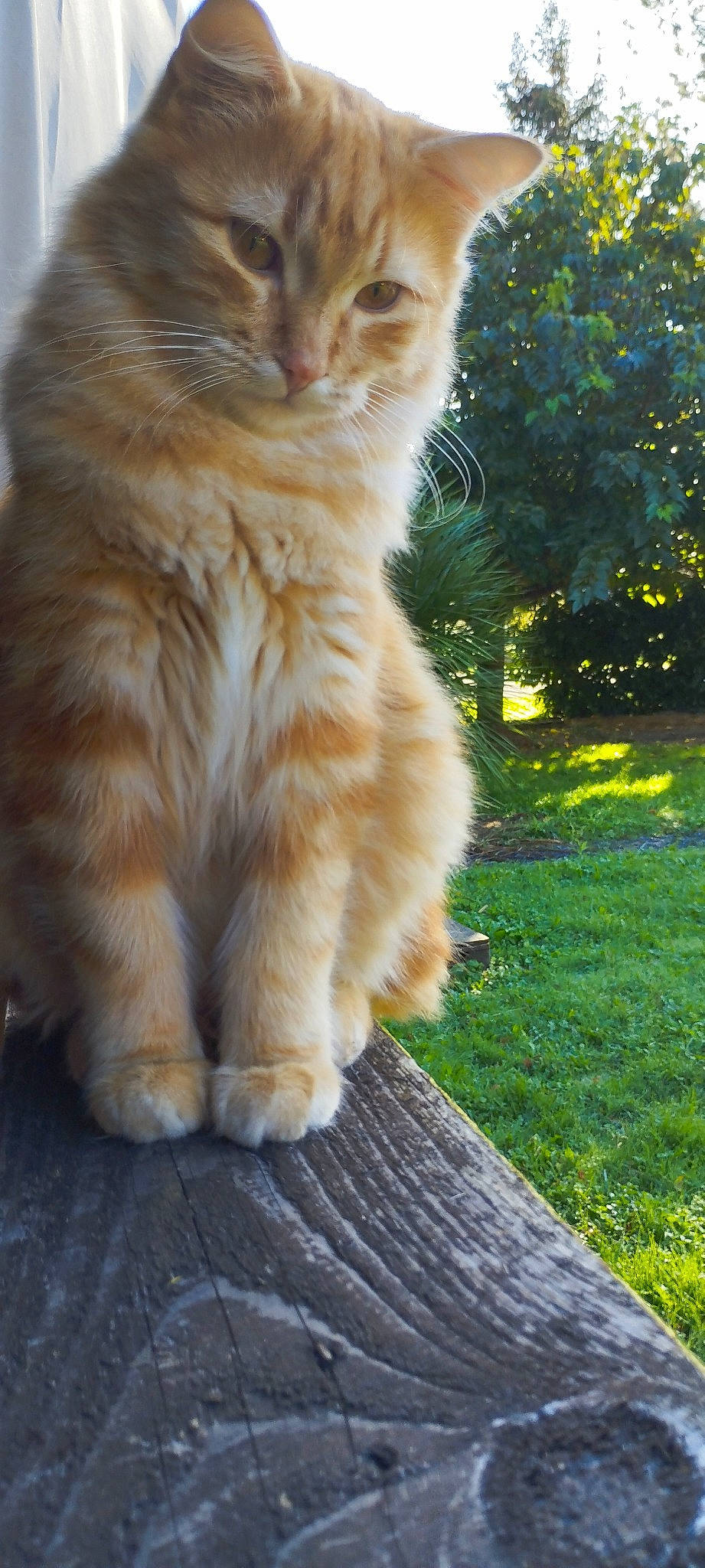 Symba participe au concours pour gagner de l'argent avec cette photo : carnivore, cat, claw, domestic_short_haired_cat, eye, fawn, felidae, fur, grass, paw, plant, road_surface, small_to_medium_sized_cats, snout, tail, terrestrial_animal, tree, whiskers, wildlife, wood