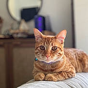Taco joined the competition — help win amazing prizes! animal, background_blur, cat, couch, cozy, domestic, ears, eyes, feline, fur, furniture, home, indoor, mirror, orange_tabby, pet, portrait, relaxed, resting, whiskers