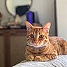 animal, background_blur, cat, couch, cozy, domestic, ears, eyes, feline, fur, furniture, home, indoor, mirror, orange_tabby, pet, portrait, relaxed, resting, whiskers