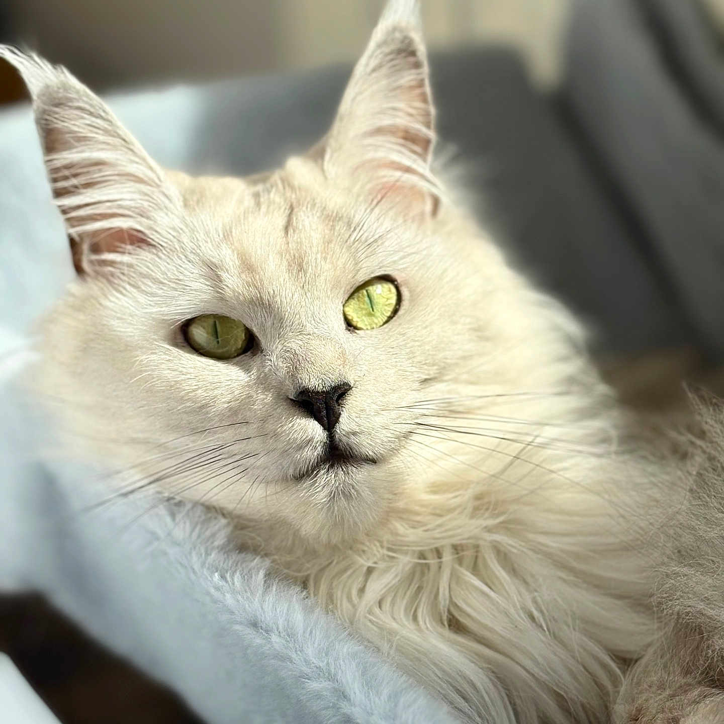 Bella a rejoint le concours — aidez-le/la à gagner de superbes lots ! cat, feline, fluffy, cream_colored, long_hair, green_eyes, portrait, close_up, pet, animal, whiskers, ears, nose, fur, lying_down, lounging, indoor, soft_bed, cozy, photography