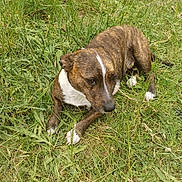 Ukcy a rejoint le concours — aidez-le/la à gagner de superbes lots ! dog, canine, brindle, white_chest, white_paws, grass, lawn, outdoor, sitting, resting, looking_away, muzzle, ears, short_hair, pet, paw, nature, backyard, sleepy, human_toes