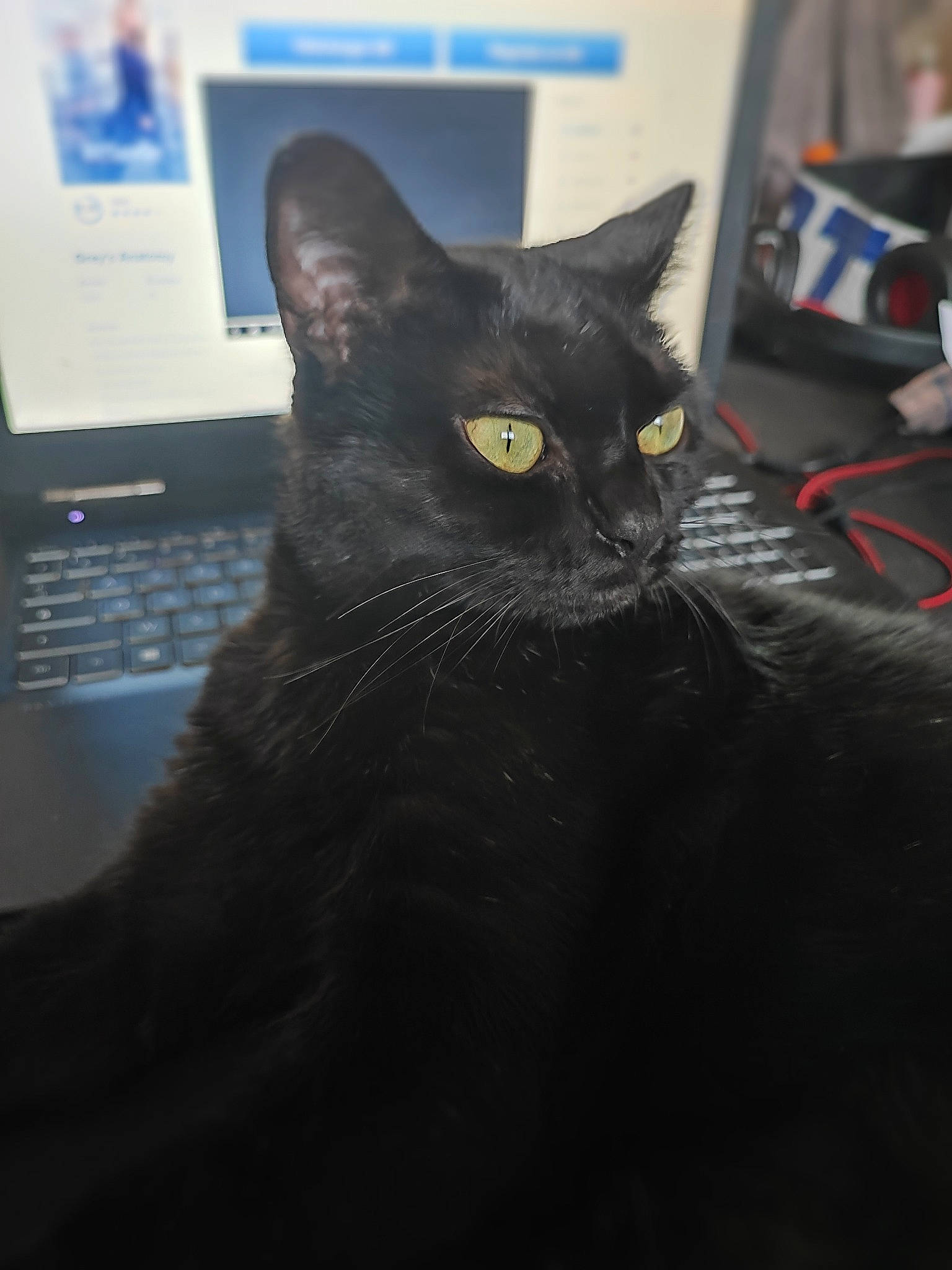 Synaya participe au concours pour gagner de l'argent avec cette photo : black_cat, carnivore, cat, computer, domestic_short_haired_cat, felidae, fur, gadget, input_device, laptop, output_device, small_to_medium_sized_cats, space_bar, terrestrial_animal, whiskers