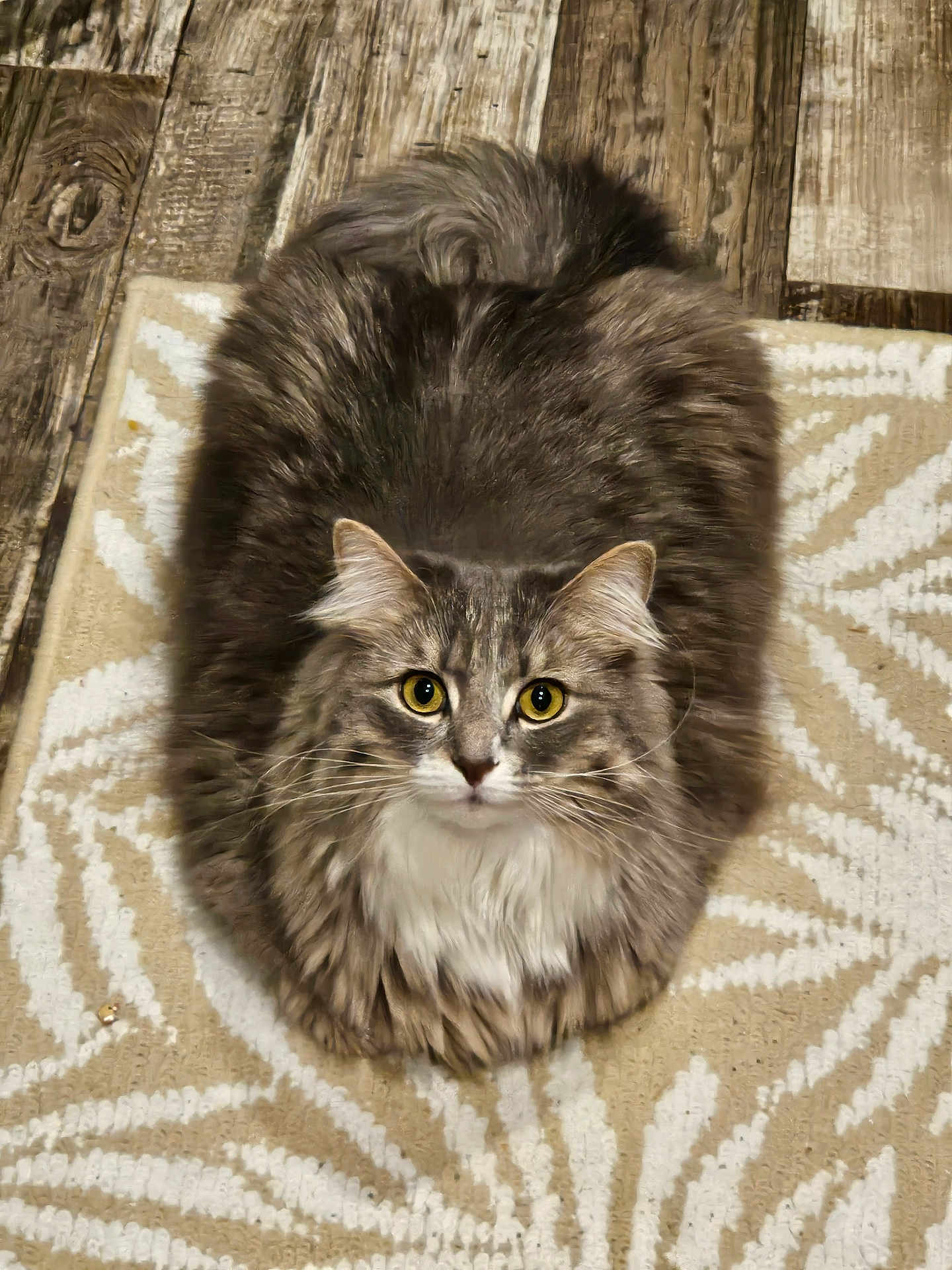 Mila is registered to the contest to win money with this photo: cat, fluffy, fur, eyes, pet, animal, indoor, rug, pattern, beige, white, wood_floor, loaf_position, whiskers, ears, tail, domestic_cat, cute, feline, resting