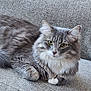 Mila is registered to the contest to win money with this photo: cat, gray_cat, tabby_cat, fluffy_fur, green_eyes, indoor, couch, furniture, relaxed, pet, animal, closeup, sitting, cozy, blanket, home, domestic_cat, portrait, resting, feline