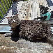 Mila joined the competition — help win amazing prizes! cat, dog, glass_door, wooden_deck, sunlight, gray_cat, black_dog, pet, indoor, outdoor, harness, relaxing, furry, animal, daylight, wood_floor, pet_companions, looking, resting, home