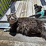 cat, dog, glass_door, wooden_deck, sunlight, gray_cat, black_dog, pet, indoor, outdoor, harness, relaxing, furry, animal, daylight, wood_floor, pet_companions, looking, resting, home
