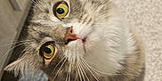 Mila is registered to the contest to win money with this photo: cat, tabby, yellow_eyes, whiskers, curious, indoor, rug, feline, pet, closeup, looking_up, fluffy, domestic_cat, floor, home, cute, animal, mammal, fur, portrait