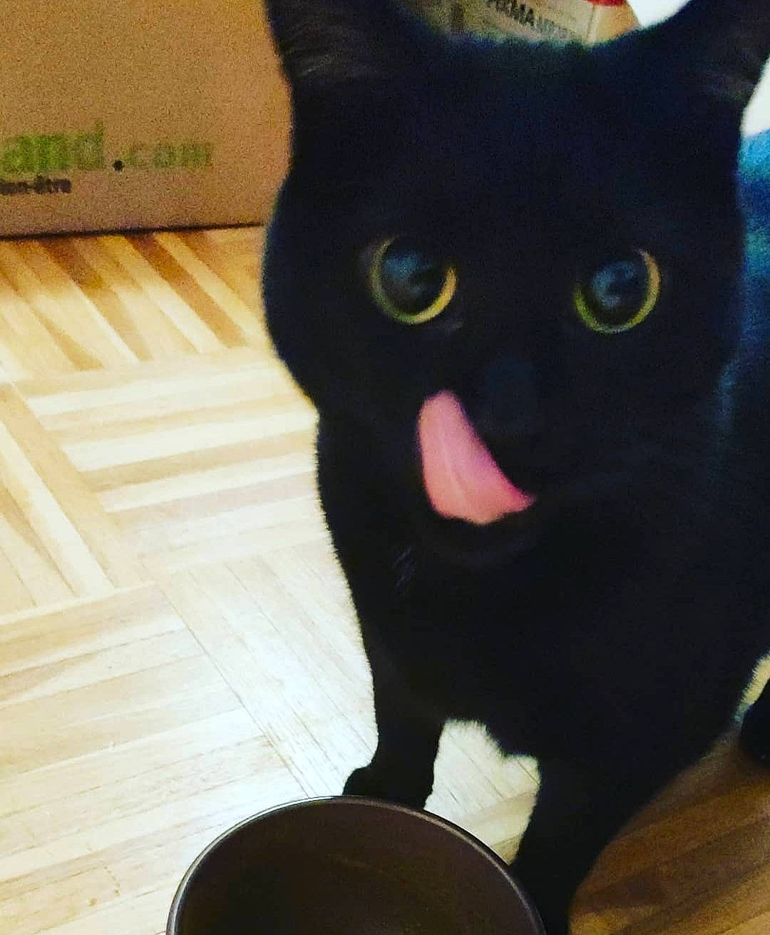 Moki participe au concours pour gagner de l'argent avec cette photo : black_cat, bombay, carmine, carnivore, cat, claw, domestic_short_haired_cat, felidae, flooring, fur, hardwood, iris, pet_supply, small_to_medium_sized_cats, snout, tail, terrestrial_animal, whiskers, wood, wood_stain