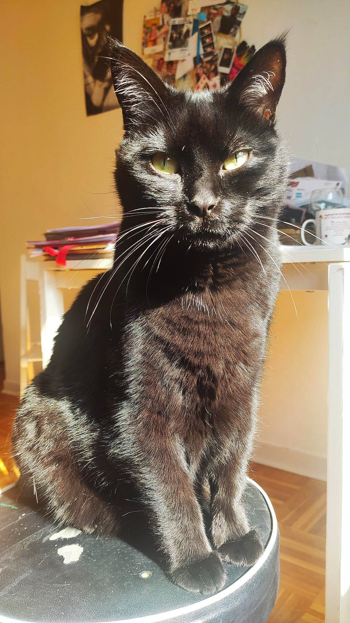 Moki participe au concours pour gagner de l'argent avec cette photo : black_cat, box, carnivore, cat, claw, collar, domestic_short_haired_cat, felidae, fur, small_to_medium_sized_cats, snout, tail, terrestrial_animal, whiskers