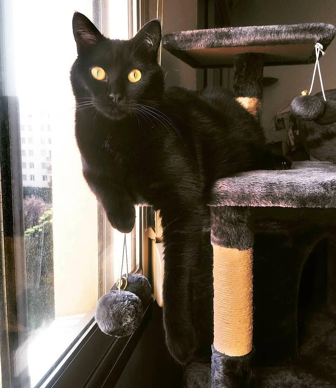 Moki a rejoint le concours — aidez-le/la à gagner de superbes lots ! black_cat, bombay, carnivore, cat, cat_furniture, cat_supply, chair, comfort, domestic_short_haired_cat, felidae, fur, light, room, sitting, small_to_medium_sized_cats, snout, tail, tree, whiskers, window