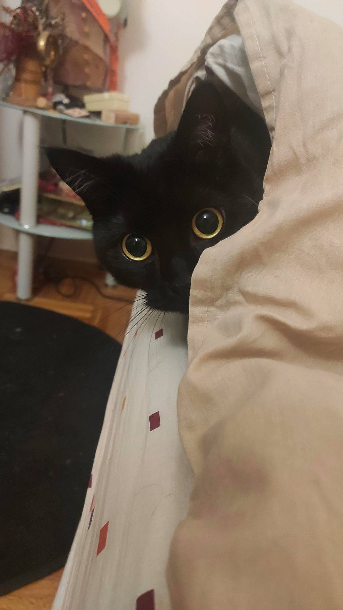 Moki a rejoint le concours — aidez-le/la à gagner de superbes lots ! bag, black_cat, button, carnivore, cat, collar, comfort, domestic_short_haired_cat, dress_shirt, felidae, fur, grey, linens, personal_protective_equipment, room, shelf, sleeve, small_to_medium_sized_cats, snout, whiskers