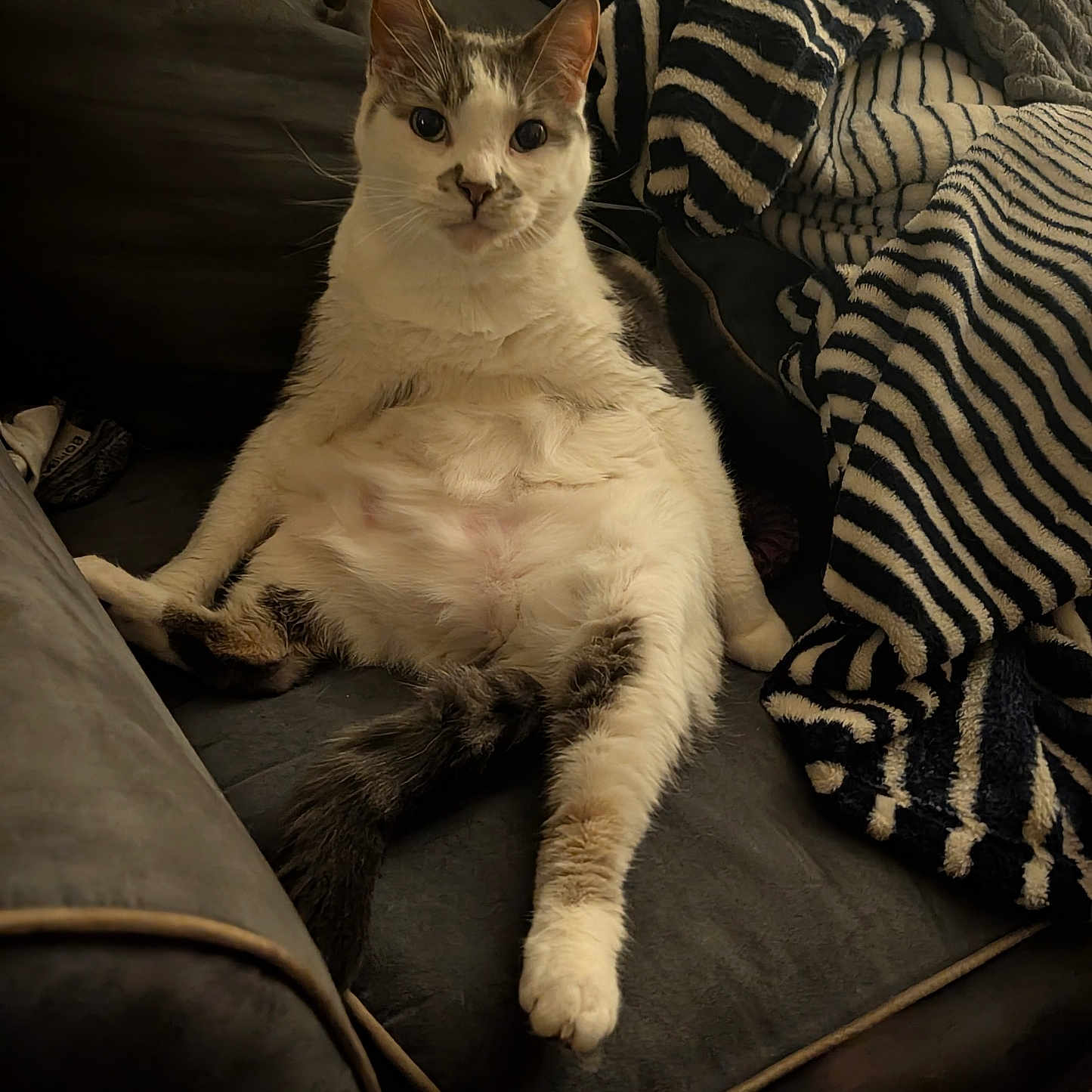 Thor is registered to the contest to win money with this photo: cat, feline, pet, animal, couch, blanket, striped_blanket, indoor, relaxed, chubby_cat, fur, whiskers, ears, paws, seated, home, cozy, resting, cute, domestic_cat