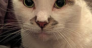Thor is registered to the contest to win money with this photo: animal, cat, close_up, cozy, curious, cute, domestic_animal, face, feline, fur, green_eyes, indoor, laying, mammal, pet, pink_nose, portrait, resting, soft_texture, whiskers