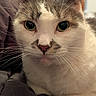 Thor is registered to the contest to win money with this photo: cat, close_up, portrait, green_eyes, whiskers, pink_nose, fur, pet, animal, indoor, resting, curious, mammal, cute, feline, domestic_animal, soft_texture, face, laying, cozy
