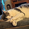 Thor is registered to the contest to win money with this photo: cat, sleeping, indoor, feline, pet, cozy, resting, white_and_gray, fur, paw, close_up, couch, home, relaxed, cute, animal, domestic, soft, furniture, napping