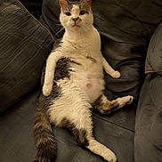 Thor joined the competition — help win amazing prizes! cat, pet, feline, couch, relaxed, indoor, fur, whiskers, tail, sitting, animal, domestic, comfortable, resting, cute, looking, closeup, portrait, home, cozy