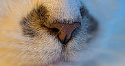 Thor is registered to the contest to win money with this photo: cat, nose, whiskers, fur, close_up, animal, pet, texture, macro, muzzle, soft_lighting, cute, feline, detail, snout, mammal, portrait, warm_colors, face, animal_face