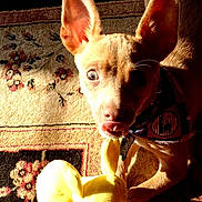 Romeo is registered to the contest to win money with this photo: