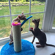 Elsa And Elfis is registered to the contest to win money with this photo: