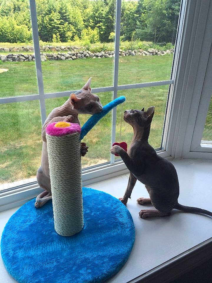 Elsa And Elfis