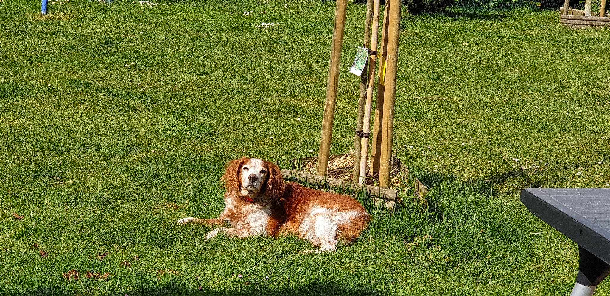 Cesar participe au concours pour gagner de l'argent avec cette photo : canidae, carnivore, companion_dog, dog, dog_breed, fawn, grass, grassland, gun_dog, hound, hunting_dog, lawn, liver, pasture, sporting_group, tail, terrestrial_animal, wildlife, wood, working_animal