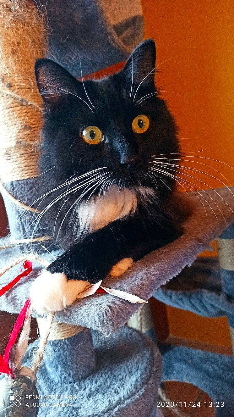 Pitou a rejoint le concours — aidez-le/la à gagner de superbes lots ! black_cat, carnivore, cat, claw, comfort, curious, domestic_short_haired_cat, drinking_water, eye, felidae, fur, iris, paw, sitting, small_to_medium_sized_cats, snout, tail, whiskers