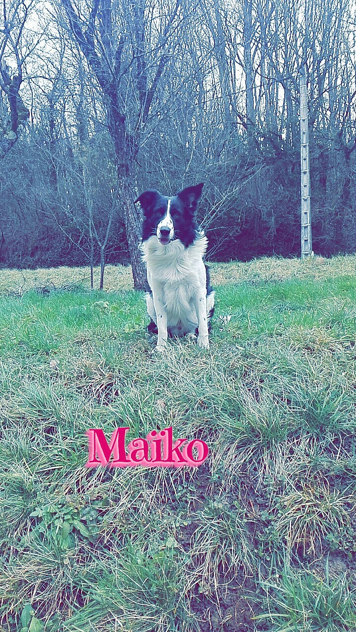 Maiko participe au concours pour gagner de l'argent avec cette photo : canidae, carnivore, companion_dog, dog, dog_breed, felidae, grass, grassland, happy, herding_dog, lawn, pasture, people_in_nature, plant, sporting_group, tail, tints_and_shades, tree, walking, whiskers