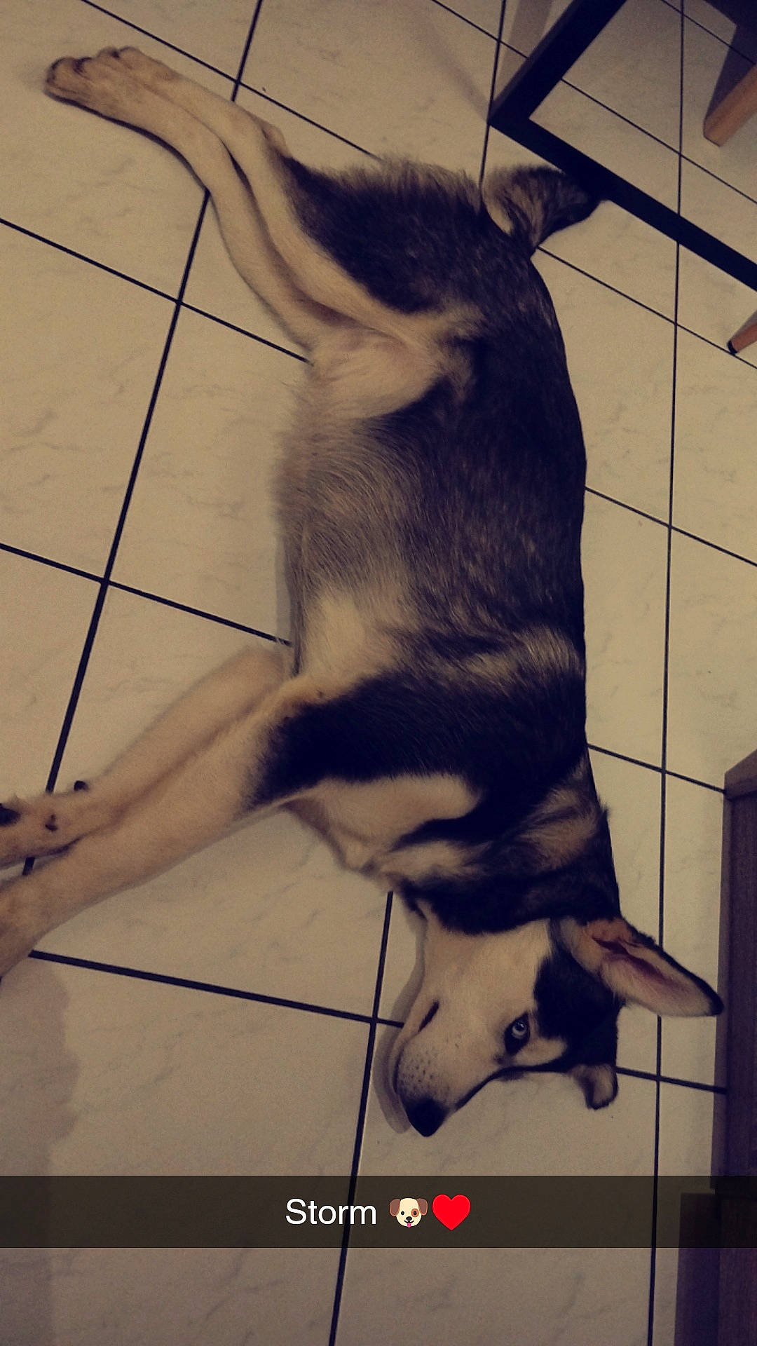 Maiko participe au concours pour gagner de l'argent avec cette photo : canidae, carnivore, companion_dog, dog, dog_breed, flooring, foot, fur, gesture, human_leg, metal, monochrome_photography, paw, shadow, snout, sporting_group, tail, tints_and_shades, visual_arts, whiskers