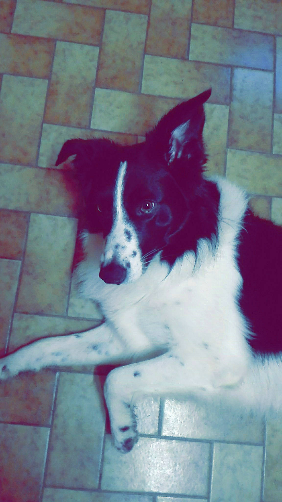 Maiko a rejoint le concours — aidez-le/la à gagner de superbes lots ! art, canidae, carmine, carnivore, companion_dog, dog, dog_breed, door, flooring, herding_dog, snout, sporting_group, square, stairs, tail, tints_and_shades, whiskers, window, working_animal, working_dog