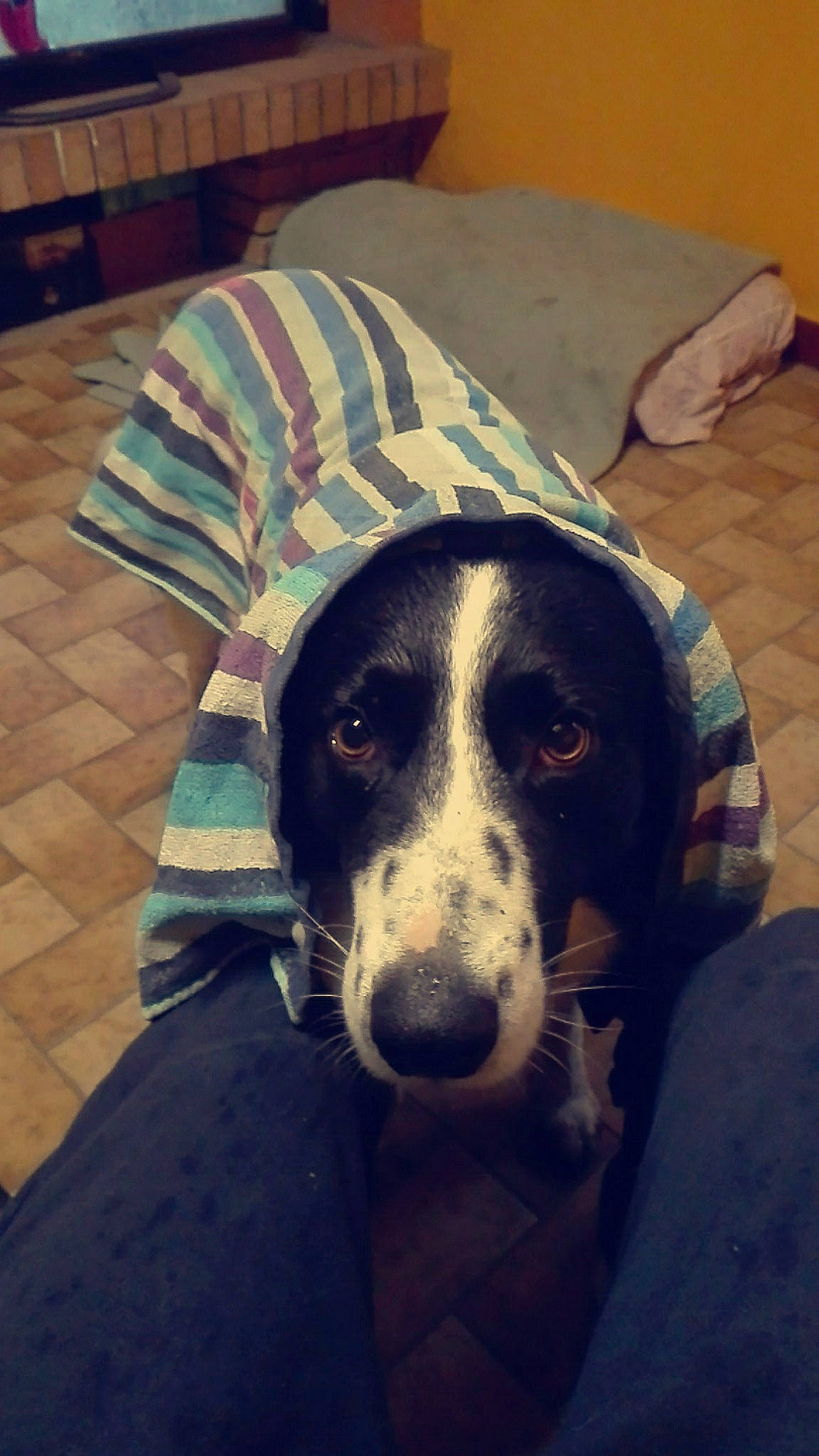 Maiko a rejoint le concours — aidez-le/la à gagner de superbes lots ! canidae, carnivore, comfort, companion_dog, dog, dog_breed, flooring, fur, sitting, snout, sporting_group, square, terrestrial_animal, tints_and_shades, whiskers, working_animal, working_dog