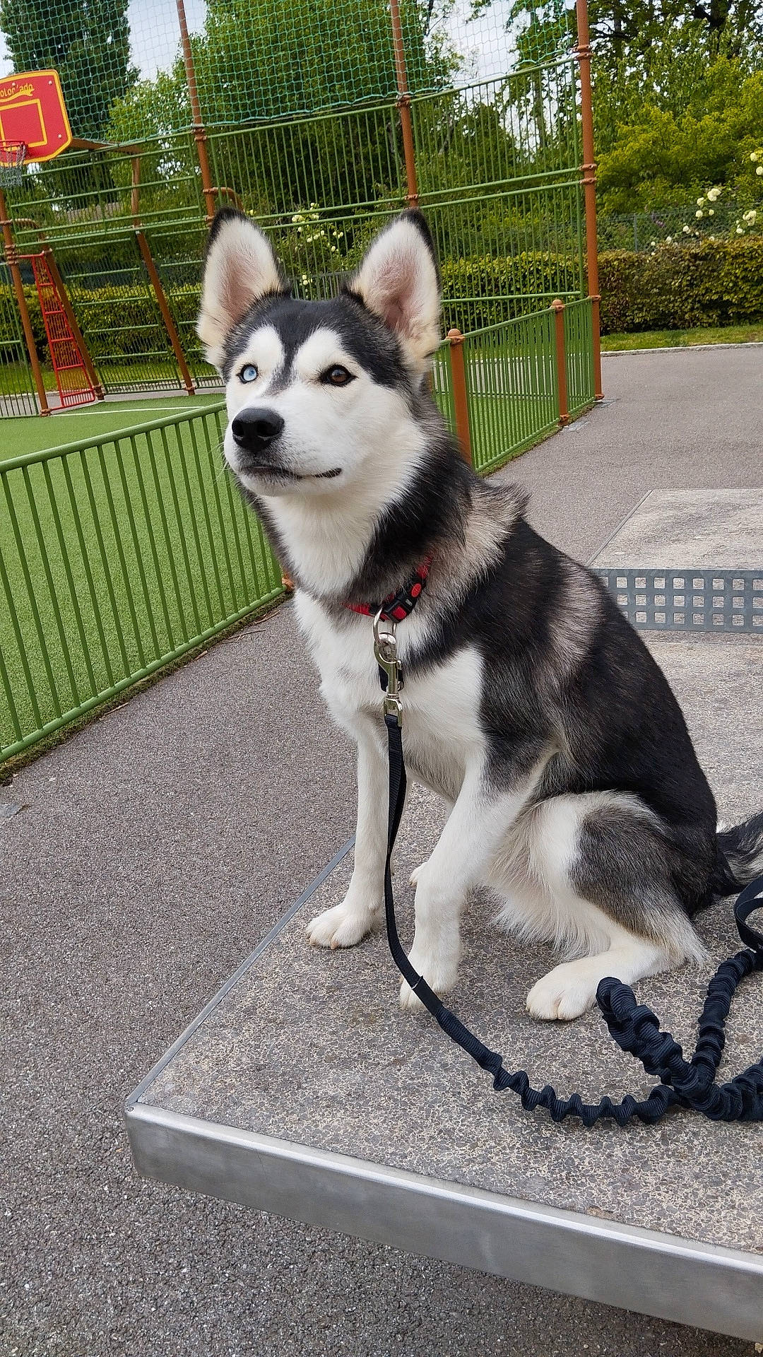 Storm a rejoint le concours — aidez-le/la à gagner de superbes lots ! canis, carnivore, collar, companion_dog, dog, dog_breed, dog_collar, fawn, grey, leash, mammal, pet_supply, plant, road_surface, sled_dog, snout, sporting_group, tail, tree, working_animal