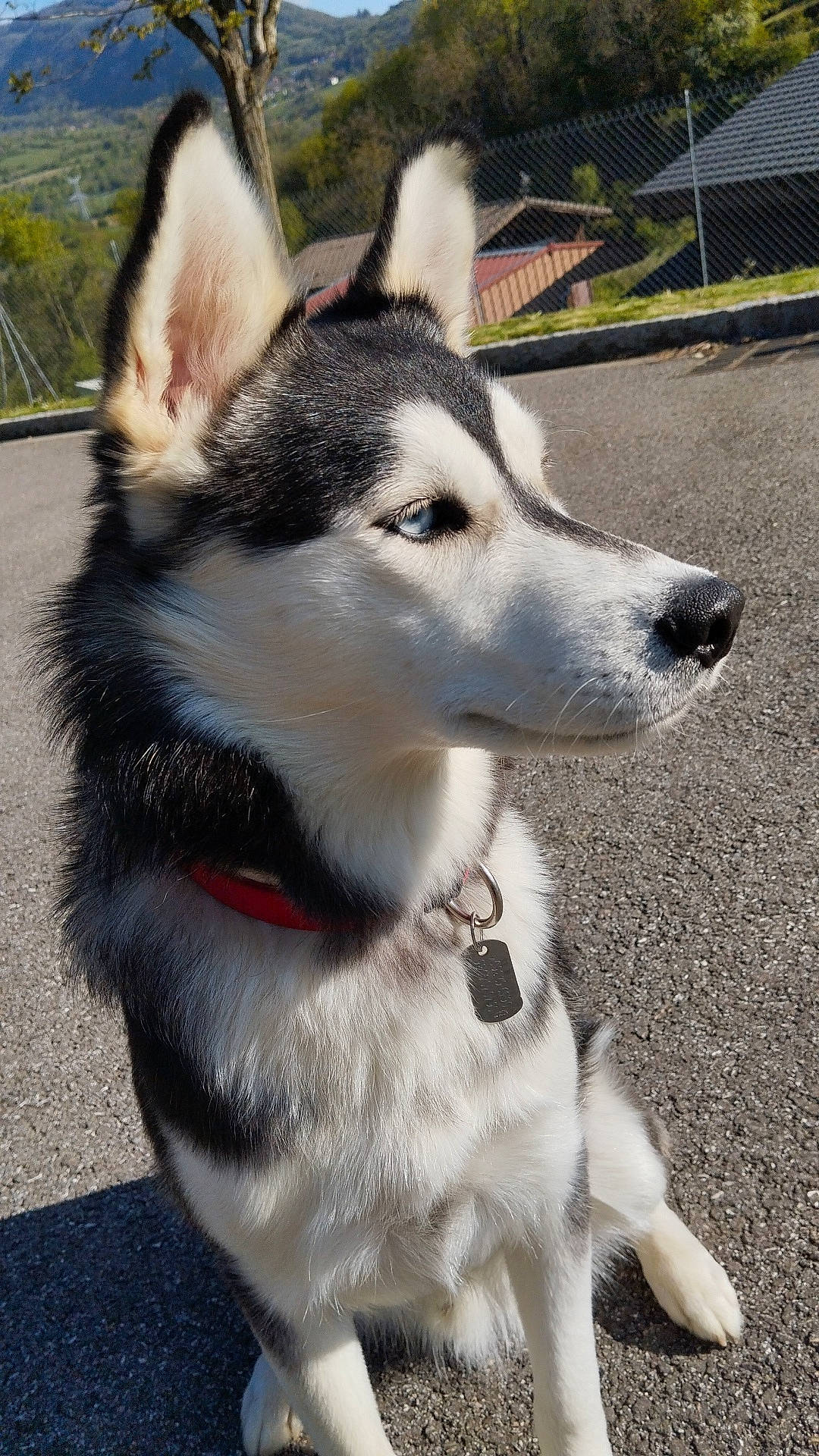 Storm participe au concours pour gagner de l'argent avec cette photo : canidae, carnivore, collar, companion_dog, dog, dog_breed, dog_collar, fence, fur, jaw, pet_supply, plant, siberian_husky, sled_dog, snout, sporting_group, tree, whiskers, working_animal, working_dog