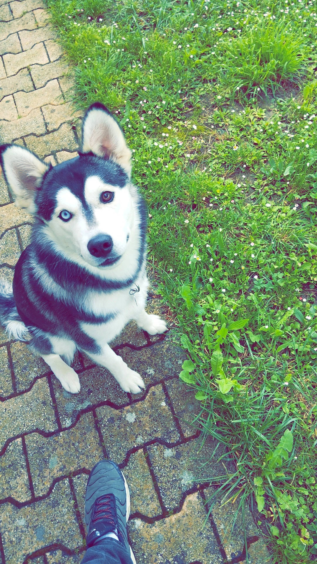 Storm a rejoint le concours — aidez-le/la à gagner de superbes lots ! alaskan_klee_kai, canis, carnivore, companion_dog, dog, dog_breed, fur, grass, groundcover, miniature_siberian_husky, plant, siberian_husky, sled_dog, snout, sporting_group, terrestrial_animal, whiskers, wolf, working_animal, working_dog