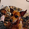 dog, brown_dog, living_room, plaid_couch, person, legs, pink_socks, camouflage_pants, ear, floor, wall, power_outlet, bag, blanket, leash, furniture, indoor, pet, close_up, curious
