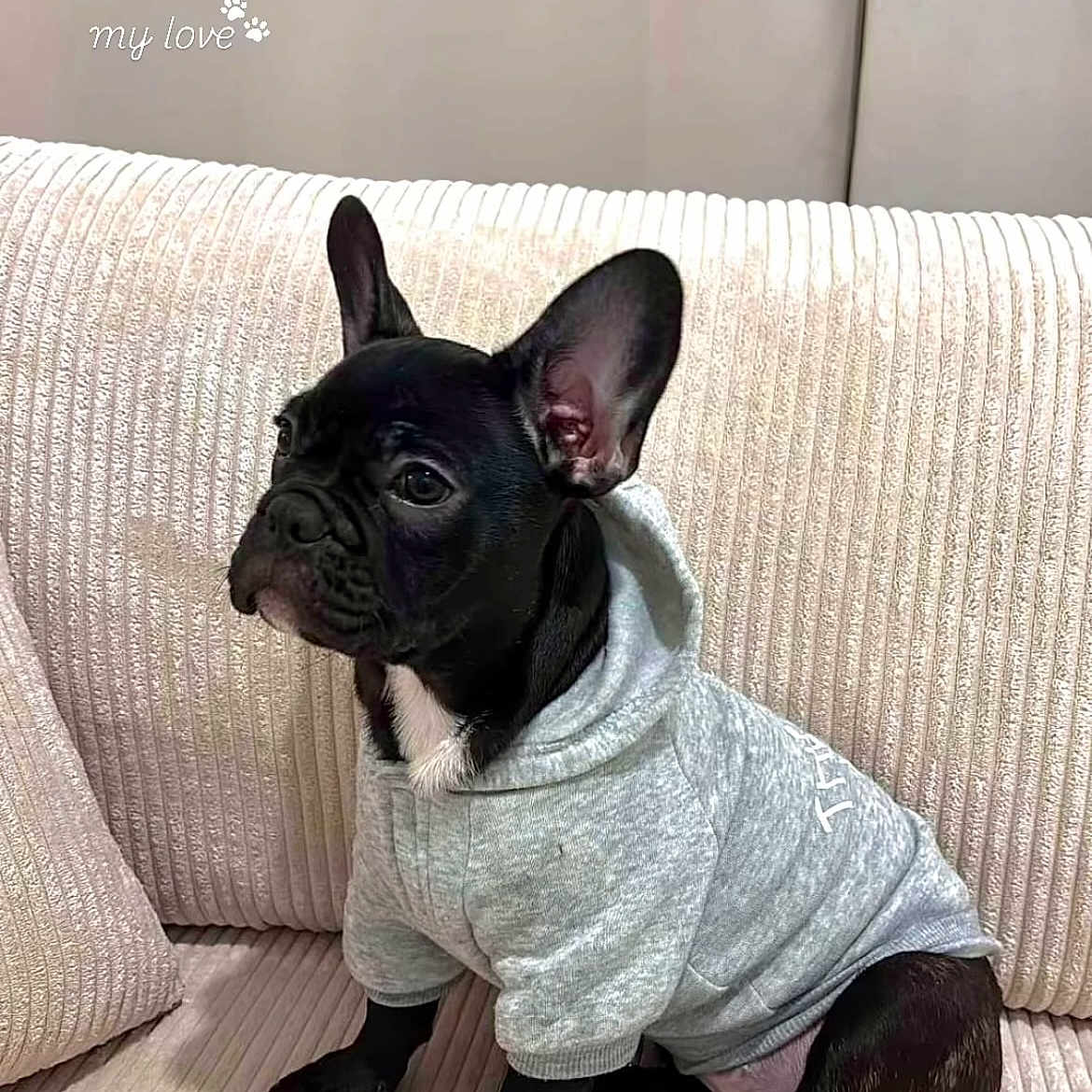 Milo participe au concours pour gagner de l'argent avec cette photo : animal, blanket, bulldog, canine, crawling, dog, frenchbulldog, person, pet, puppy, sitting