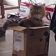 Abby is registered to the contest to win money with this photo: cat, cardboard_box, indoor, floor, furniture, blurred_background, fluffy, pet, animal, tail, wooden_floor, box, cozy, domestic, home, sitting, feline, room, blur, brown