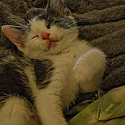 Loki joined the competition — help win amazing prizes! kitten, sleeping, cat, furry_blanket, cozy, cute, pet, animal, whiskers, paw, soft, relaxed, indoor, fur, nap, adorable, resting, closeup, pink_nose, young