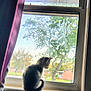 Loki is registered to the contest to win money with this photo: cat, windowsill, window, tree, outdoor, house, curious, pet, animal, sunlight, nature, domestic, feline, backlit, daytime, quiet, reflection, residential, greenery, home