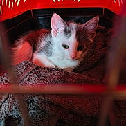 Loki joined the competition — help win amazing prizes! animal, cage, cat, comfort, cozy, curious, cute, fur, gray, green_eyes, indoor, kitten, pet_carrier, red, resting, small, soft, towel, white, young