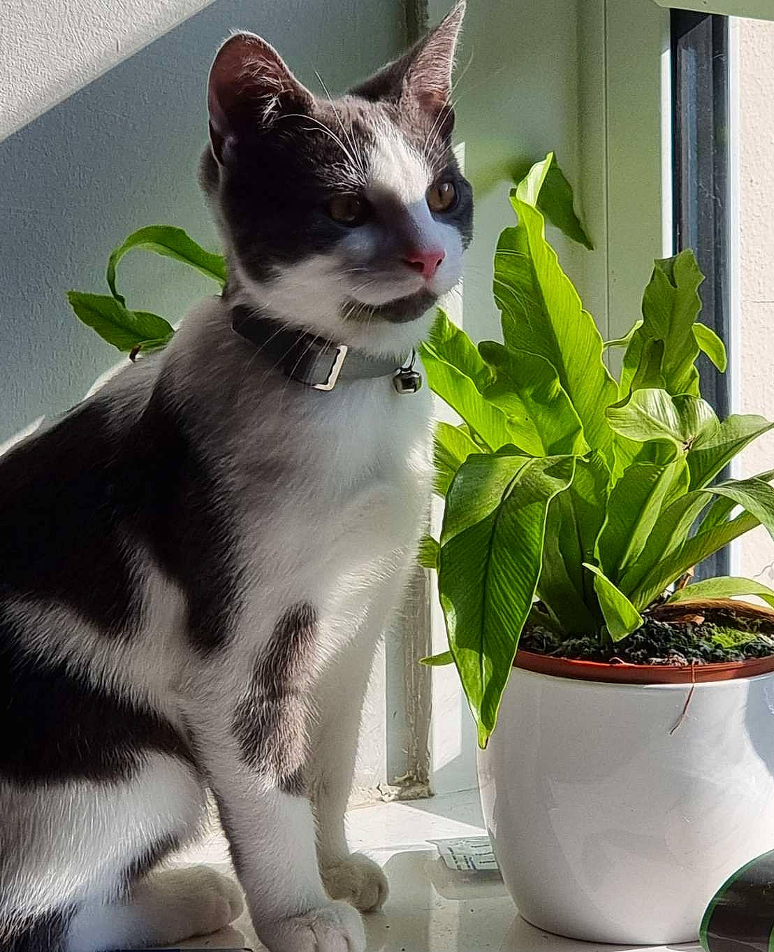 Domino is registered to the contest to win money with this photo: carnivore, cat, domestic_short_haired_cat, eye, felidae, flowerpot, fur, grass, green, herb, houseplant, plant, small_to_medium_sized_cats, snout, tail, terrestrial_plant, tree, whiskers, white, window