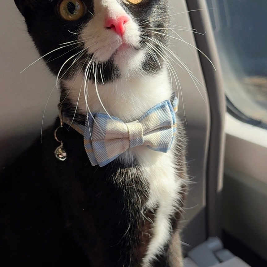 Bandit joined the competition — help win amazing prizes! alert, animal, black_and_white, bow_tie, cat, close_up, curious, cute, domestic_cat, feline, indoor, paw, pet, pets, portrait, sitting, sunlight, tuxedo_cat, whiskers, window