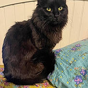 Felony joined the competition — help win amazing prizes! cat, black_cat, feline, pet, animal, indoor, bedspread, pillow, floral_pattern, yellow_eyes, long_fur, sitting, cozy, domestic_cat, closeup, cute, whiskers, tail, looking, resting