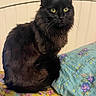 cat, black_cat, feline, pet, animal, indoor, bedspread, pillow, floral_pattern, yellow_eyes, long_fur, sitting, cozy, domestic_cat, closeup, cute, whiskers, tail, looking, resting
