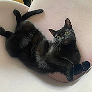 Sumi participe au concours pour gagner de l'argent avec cette photo : black_cat, cat, pet, animal, indoor, chair, furniture, relaxed, yellow_eyes, curious, pink_chair, wooden_floor, sneaker, black_fur, whiskers, paw, domestic_cat, cute, lying_down, closeup