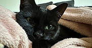 Sumi participe au concours pour gagner de l'argent avec cette photo : cat, black_cat, pet, animal, cozy, blanket, soft_texture, indoor, relaxing, fur, cute, whiskers, ears, sleepy, resting, close_up, domestic_animal, feline, comfort, warmth