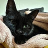 cat, black_cat, pet, animal, cozy, blanket, soft_texture, indoor, relaxing, fur, cute, whiskers, ears, sleepy, resting, close_up, domestic_animal, feline, comfort, warmth
