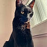 Sumi a rejoint le concours — aidez-le/la à gagner de superbes lots ! cat, black_cat, pet, animal, indoor, window, sunlight, fur, whiskers, ears, eyes, portrait, sitting, domestic_cat, feline, cute, soft_light, shadow, closeup, calm